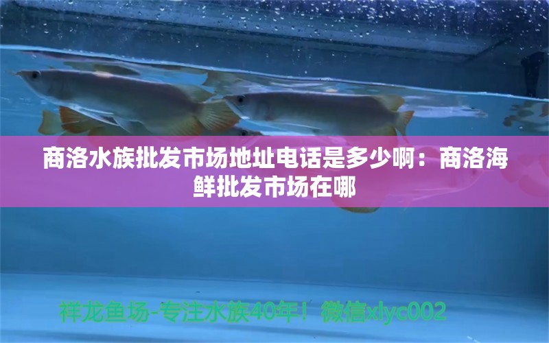 商洛水族批发市场地址电话是多少啊：商洛海鲜批发市场在哪