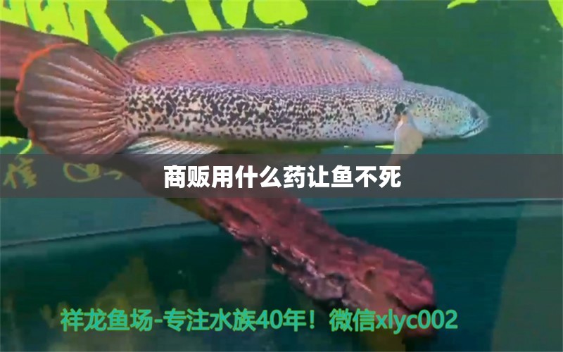 商贩用什么药让鱼不死 鱼缸风水 第3张