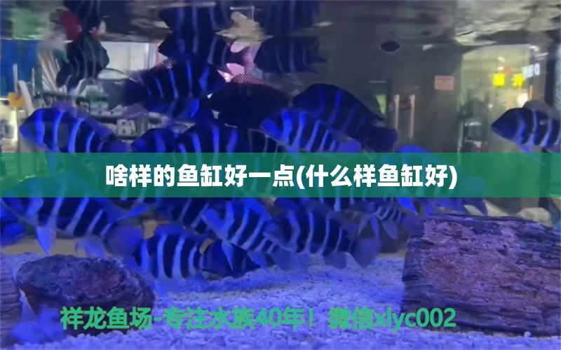 啥样的鱼缸好一点(什么样鱼缸好) 梦幻雷龙鱼 第2张