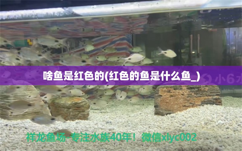 啥鱼是红色的(红色的鱼是什么鱼_) 印尼三纹虎