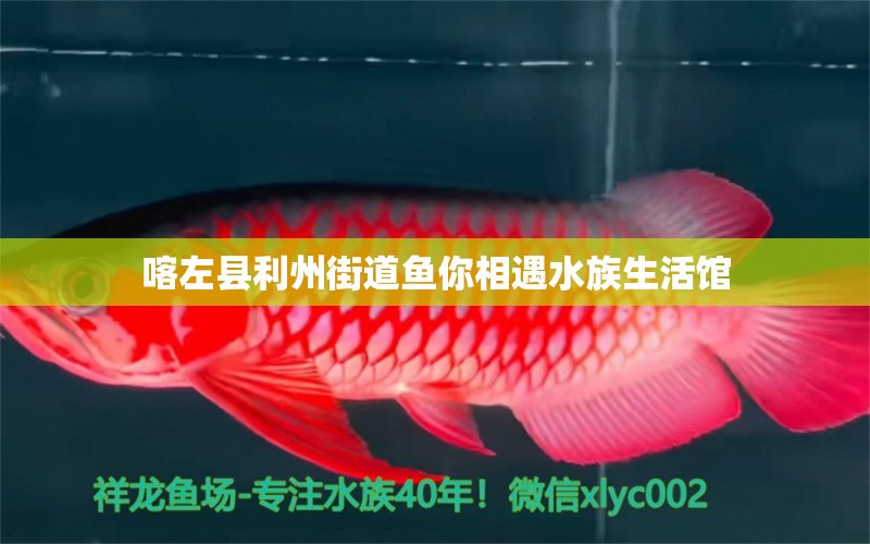 喀左县利州街道鱼你相遇水族生活馆 全国水族馆企业名录