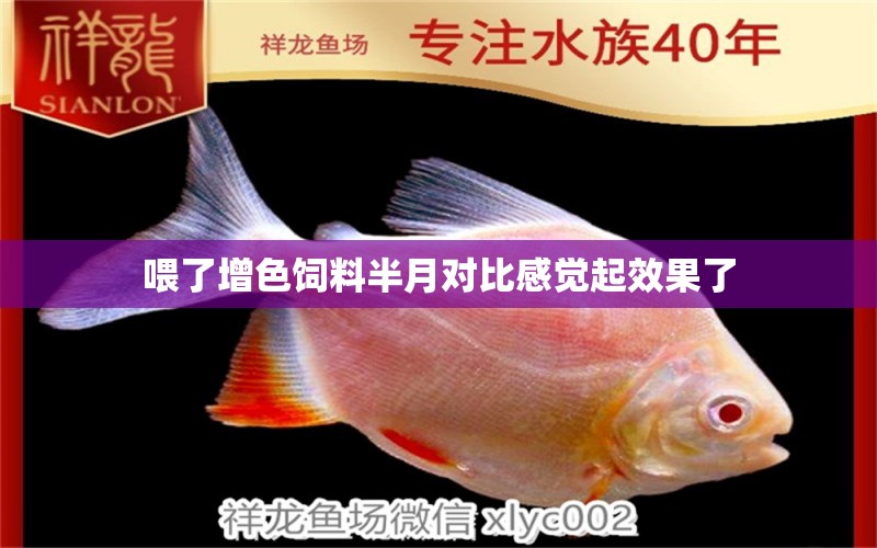 喂了增色饲料半月对比感觉起效果了 观赏鱼论坛 第3张