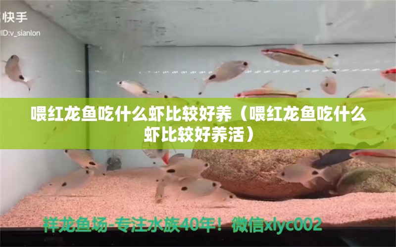 喂红龙鱼吃什么虾比较好养（喂红龙鱼吃什么虾比较好养活）