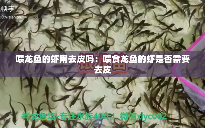 喂龙鱼的虾用去皮吗：喂食龙鱼的虾是否需要去皮