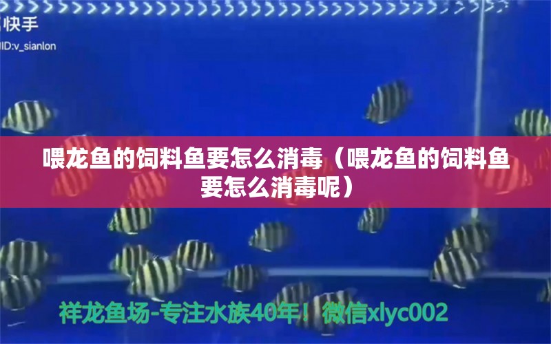 喂龙鱼的饲料鱼要怎么消毒（喂龙鱼的饲料鱼要怎么消毒呢）