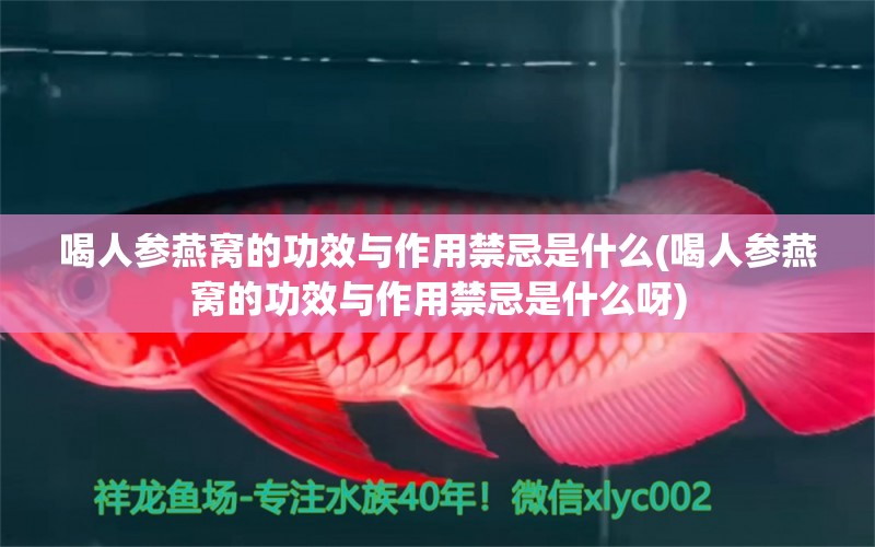 喝人参燕窝的功效与作用禁忌是什么(喝人参燕窝的功效与作用禁忌是什么呀)