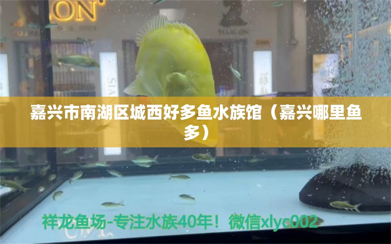 嘉兴市南湖区城西好多鱼水族馆（嘉兴哪里鱼多）