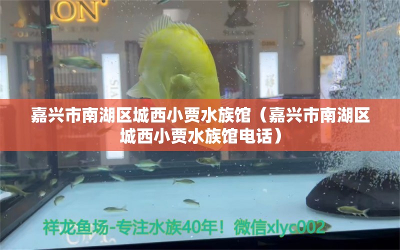 嘉兴市南湖区城西小贾水族馆（嘉兴市南湖区城西小贾水族馆电话）