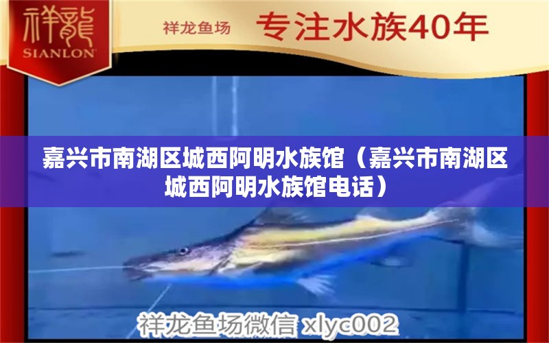 嘉兴市南湖区城西阿明水族馆（嘉兴市南湖区城西阿明水族馆电话）