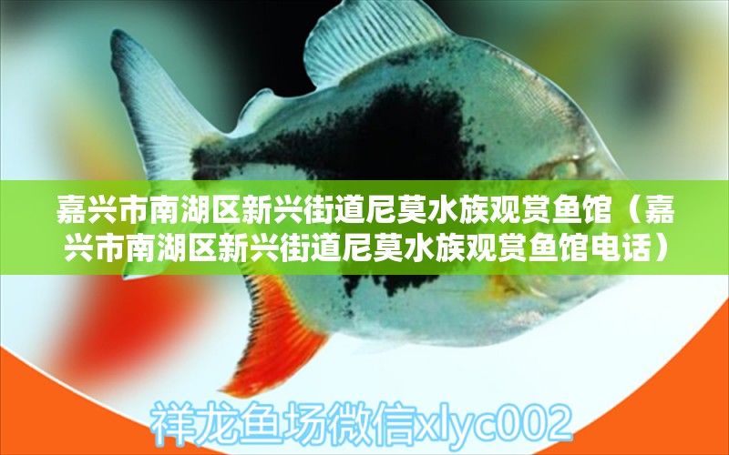 嘉兴市南湖区新兴街道尼莫水族观赏鱼馆（嘉兴市南湖区新兴街道尼莫水族观赏鱼馆电话）