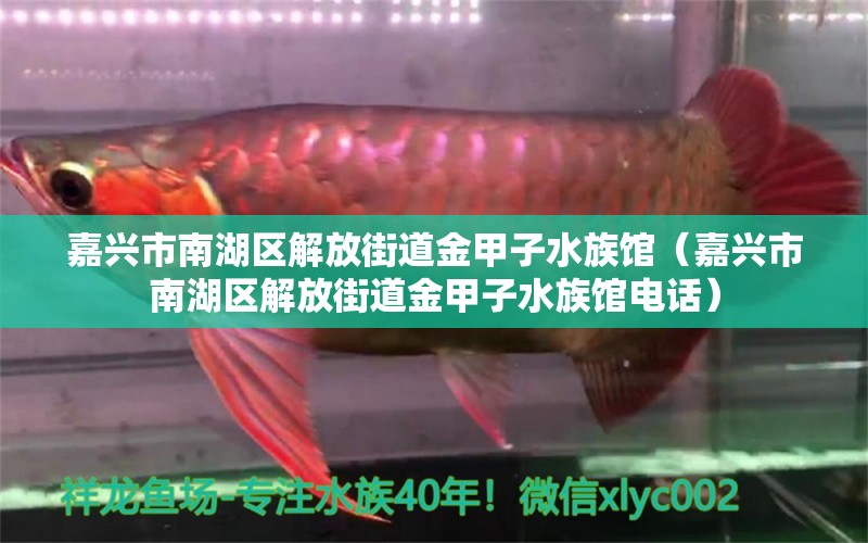 嘉兴市南湖区解放街道金甲子水族馆（嘉兴市南湖区解放街道金甲子水族馆电话）