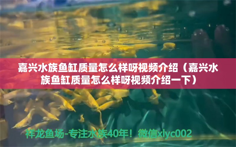 嘉兴水族鱼缸质量怎么样呀视频介绍（嘉兴水族鱼缸质量怎么样呀视频介绍一下） 祥龙水族医院