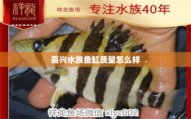 嘉兴水族鱼缸质量怎么样 其他品牌鱼缸