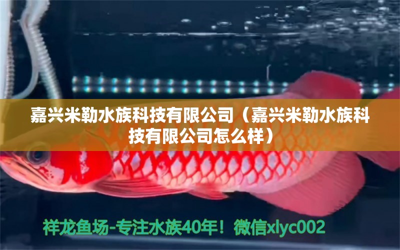 嘉兴米勒水族科技有限公司（嘉兴米勒水族科技有限公司怎么样）