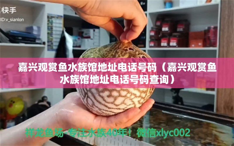 嘉兴观赏鱼水族馆地址电话号码（嘉兴观赏鱼水族馆地址电话号码查询）