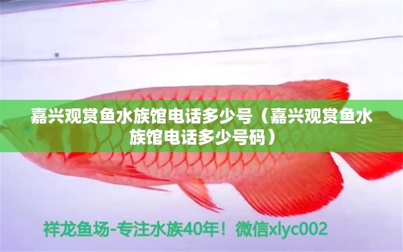 嘉兴观赏鱼水族馆电话多少号（嘉兴观赏鱼水族馆电话多少号码） 黑桃A鱼