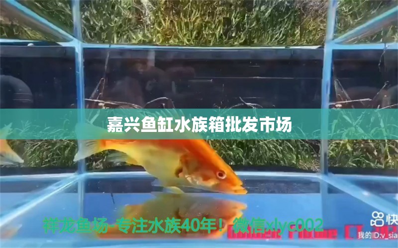 嘉兴鱼缸水族箱批发市场