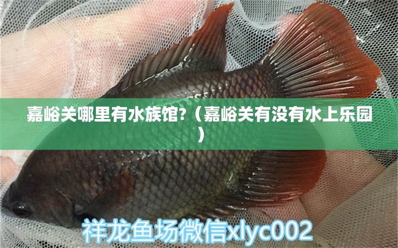 嘉峪关哪里有水族馆?（嘉峪关有没有水上乐园） 蓝底过背金龙鱼 第1张