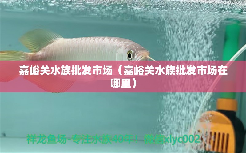 嘉峪关水族批发市场（嘉峪关水族批发市场在哪里）