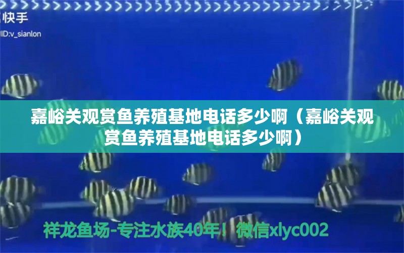 嘉峪关观赏鱼养殖基地电话多少啊（嘉峪关观赏鱼养殖基地电话多少啊） 祥龙水族医院