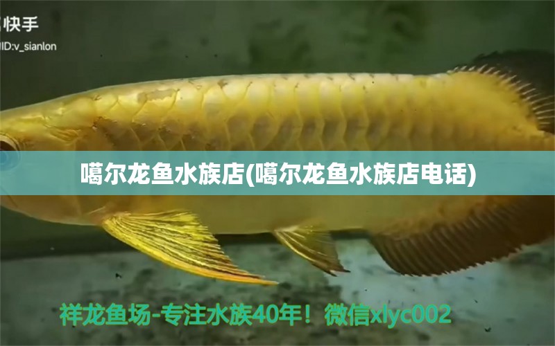 噶尔龙鱼水族店(噶尔龙鱼水族店电话) 和尚鱼 第1张