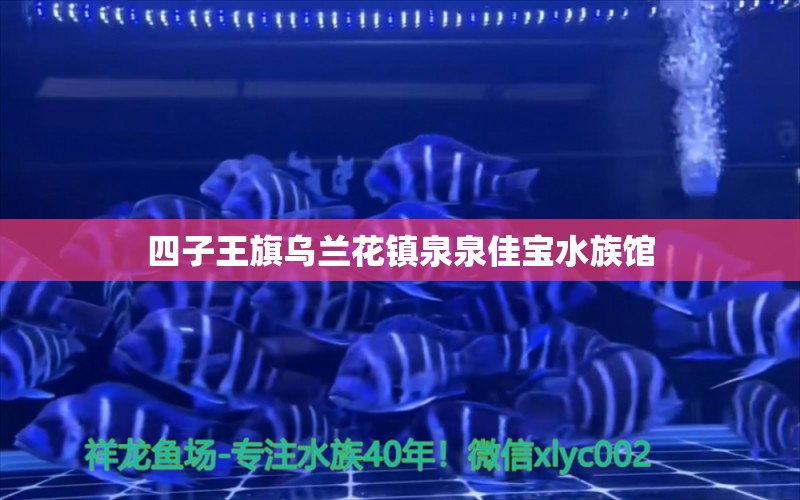 四子王旗乌兰花镇泉泉佳宝水族馆 全国水族馆企业名录