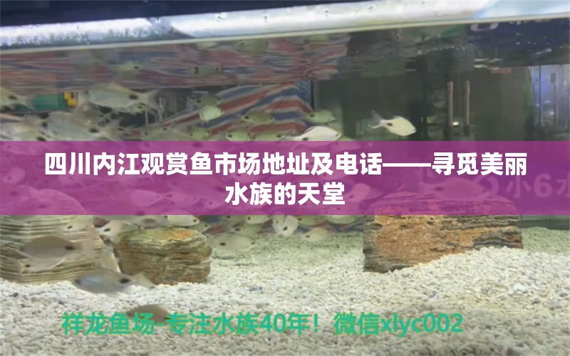 四川内江观赏鱼市场地址及电话——寻觅美丽水族的天堂