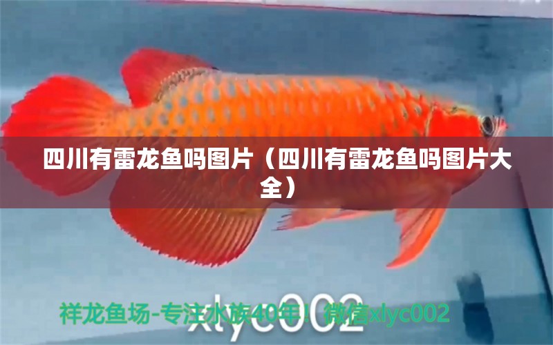 四川有雷龙鱼吗图片（四川有雷龙鱼吗图片大全） 祥龙水族医院