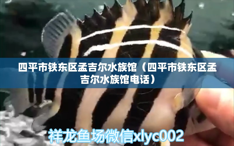 四平市铁东区孟吉尔水族馆（四平市铁东区孟吉尔水族馆电话） 广州孟吉尔