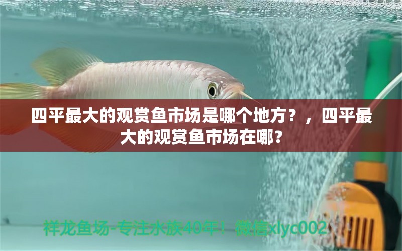 四平最大的观赏鱼市场是哪个地方？，四平最大的观赏鱼市场在哪？ 观赏鱼市场（混养鱼） 第1张