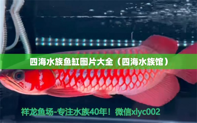 四海水族鱼缸图片大全（四海水族馆） 萨伊蓝鱼