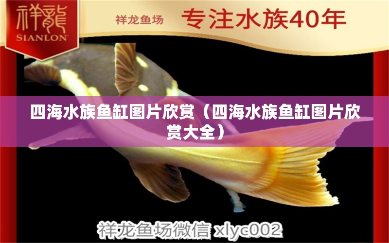 四海水族鱼缸图片欣赏（四海水族鱼缸图片欣赏大全）