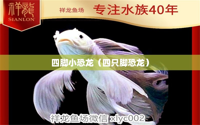 四脚小恐龙（四只脚恐龙） 广州龙鱼批发市场
