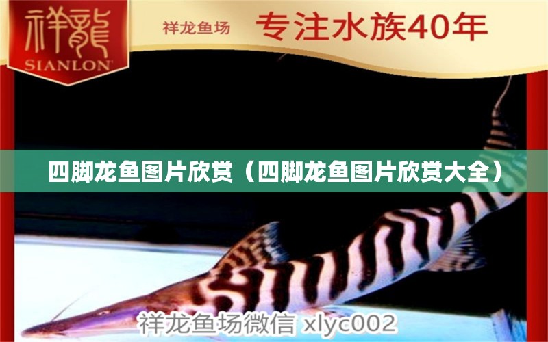 四脚龙鱼图片欣赏（四脚龙鱼图片欣赏大全） 广州龙鱼批发市场