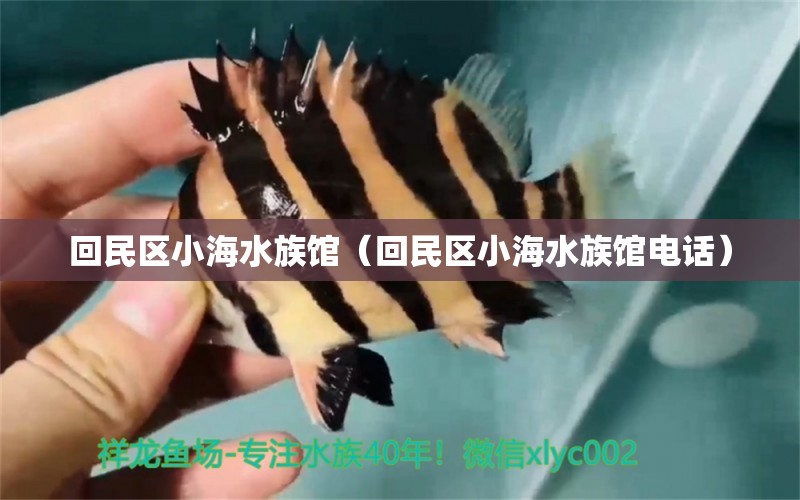 回民区小海水族馆（回民区小海水族馆电话）