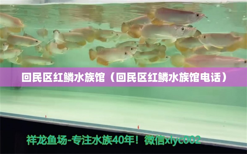 回民区红鳞水族馆（回民区红鳞水族馆电话） 全国水族馆企业名录