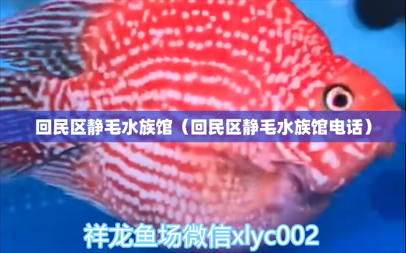 回民区静毛水族馆（回民区静毛水族馆电话） 全国水族馆企业名录