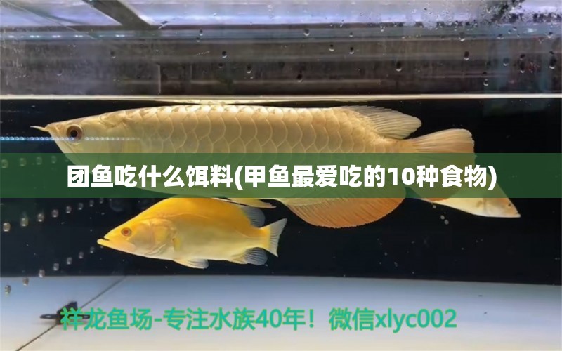 团鱼吃什么饵料(甲鱼最爱吃的10种食物)