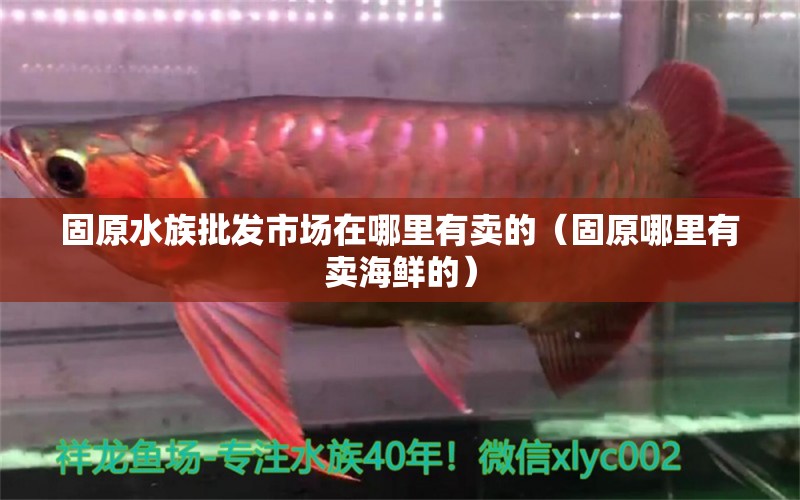 固原水族批发市场在哪里有卖的（固原哪里有卖海鲜的） 泰国虎鱼