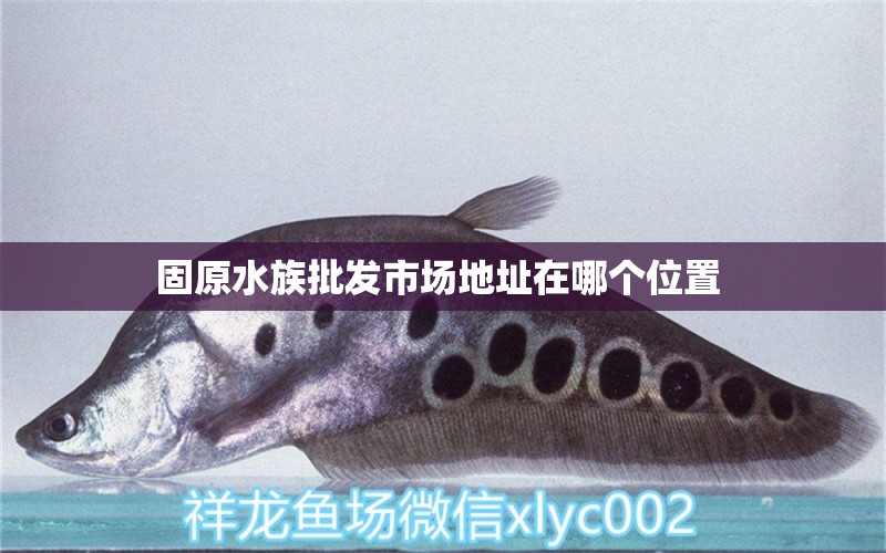 固原水族批发市场地址在哪个位置  观赏鱼水族批发市场