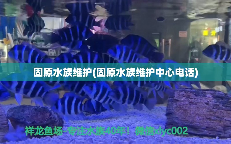 固原水族维护(固原水族维护中心电话) 祥龙鱼场品牌产品 第1张