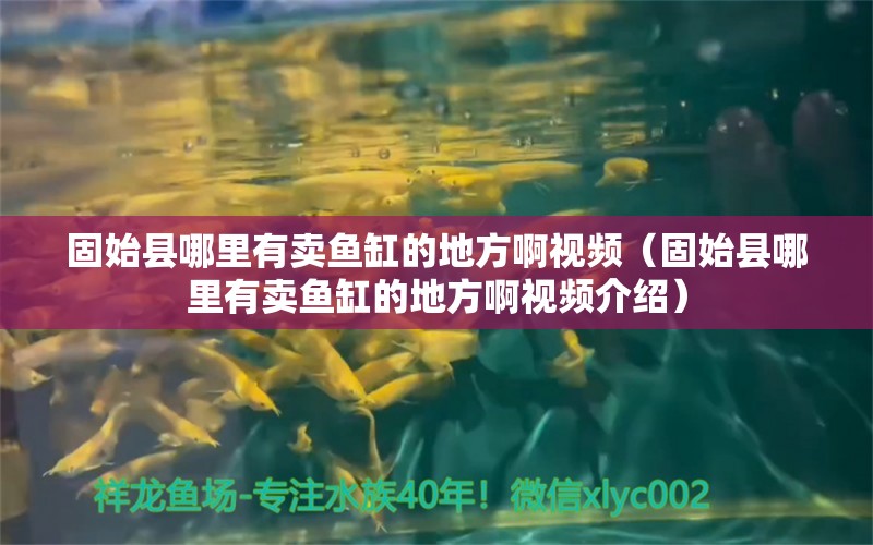 固始县哪里有卖鱼缸的地方啊视频（固始县哪里有卖鱼缸的地方啊视频介绍）