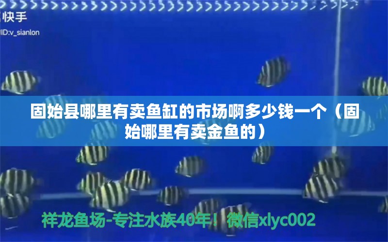 固始县哪里有卖鱼缸的市场啊多少钱一个（固始哪里有卖金鱼的） 鱼缸净水剂