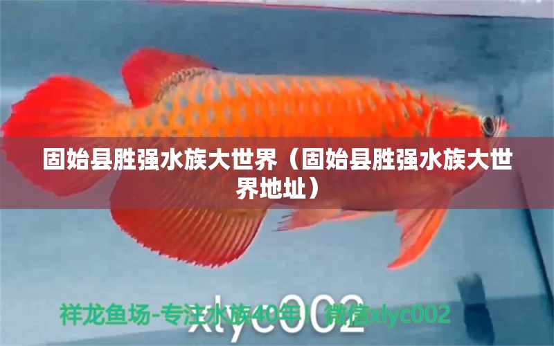 固始县胜强水族大世界（固始县胜强水族大世界地址）