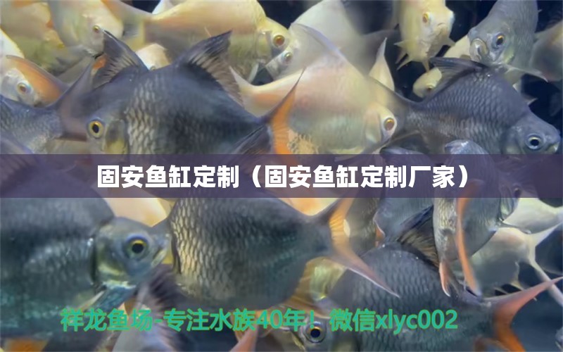 固安鱼缸定制（固安鱼缸定制厂家） 鱼缸/水族箱