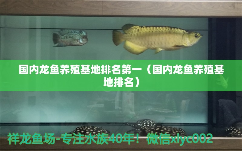 国内龙鱼养殖基地排名第一（国内龙鱼养殖基地排名） 龙鱼百科 第2张