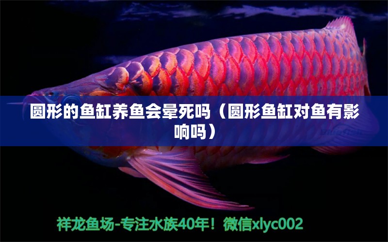 圆形的鱼缸养鱼会晕死吗（圆形鱼缸对鱼有影响吗） 祥龙水族医院