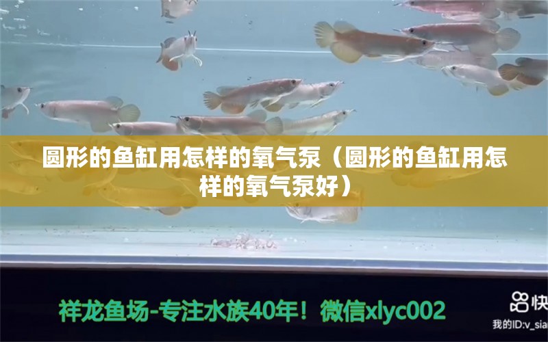 圆形的鱼缸用怎样的氧气泵（圆形的鱼缸用怎样的氧气泵好）