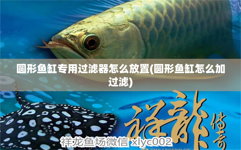 圆形鱼缸专用过滤器怎么放置(圆形鱼缸怎么加过滤) 广州水族器材滤材批发市场