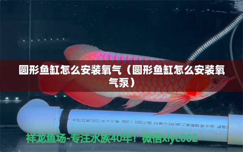 圆形鱼缸怎么安装氧气（圆形鱼缸怎么安装氧气泵） 祥龙水族医院